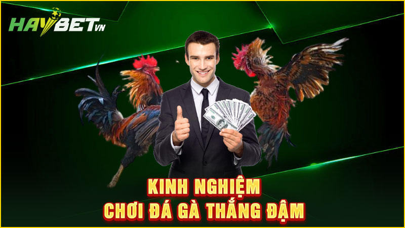 kinh nghiệm chơi đá gà thắng đậm